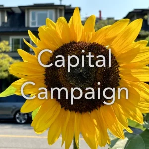 A bright yellow sunflower with the text "Capital Campaign" superimposed over it